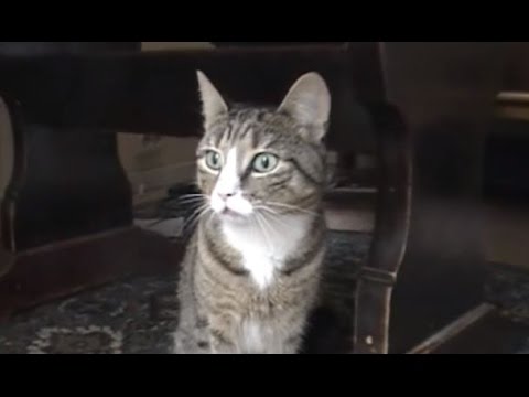 26 Best Photos Sound That Makes Cats Come To You : Cat Sound Effect | HQ - YouTube