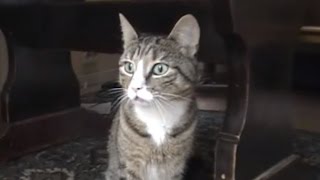 My cat got very angry when a black was outside resting. he sounds like
an old lady screaming. hilarious!!!