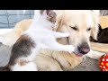 Golden Retriever Attacked by Baby Kitten while playing with ball