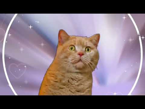 【兄弟で】ゆるして猫!!♡/K1rq。×つなぐ【歌ってみた】