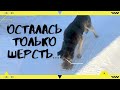 После смерти хозяев, пес остался один! На грани истощения, брошенный и уставший...