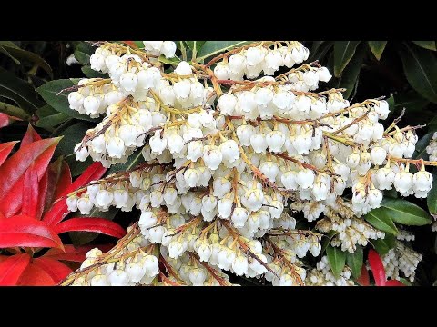 Видео: Ще расте ли Pieris japonica на сянка?