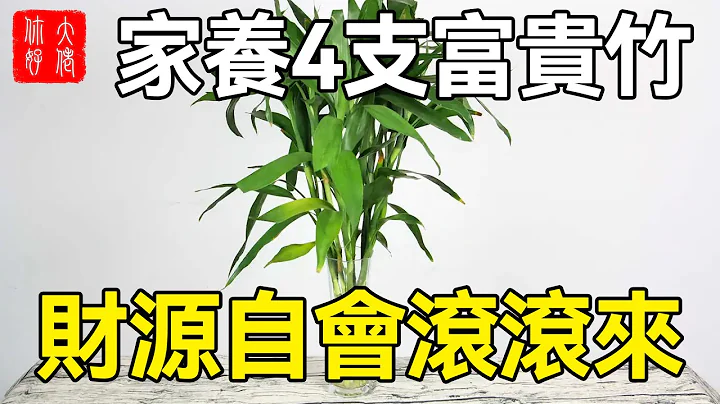 家養4支富貴竹，財源自會滾滾來，全家都能賺不停！#大佬你好啊 - 天天要聞
