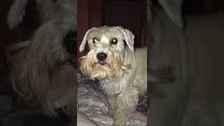 Miniature Schnauzer and Cat wrestling on the bed. So funny!!