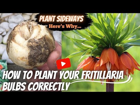 Video: Hoe fritillaria bollen planten?