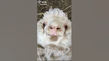На меня орет овца!