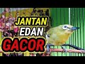 Call Burung Pleci Betina Untuk Memancing Bunyi Pleci Anda Mp3 - Mp4 Download