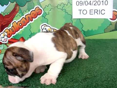 English bulldog For Sale - Tekila - http://www.bullcanes.net - ceo@bullcanes.net puppy paradise