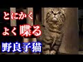 ご飯の催促は勿論のこと飼い猫にも話しかける可愛い野良子猫