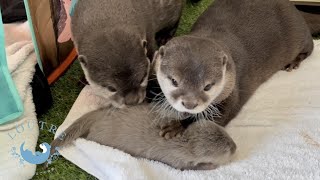 Otter baby is carried by auntie Odashi!?