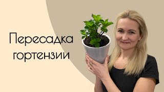 Пересадка полуфабрикатов крупнолистной гортензии 🌸#гортензиякрупнолистная