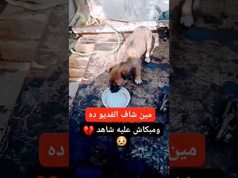 جبروت لو تحت ضغوط