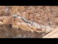 Anaconda gigante filmada giant anaconda filmed