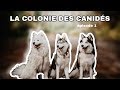 La colonie des canids  arrive  premier jour  ilou