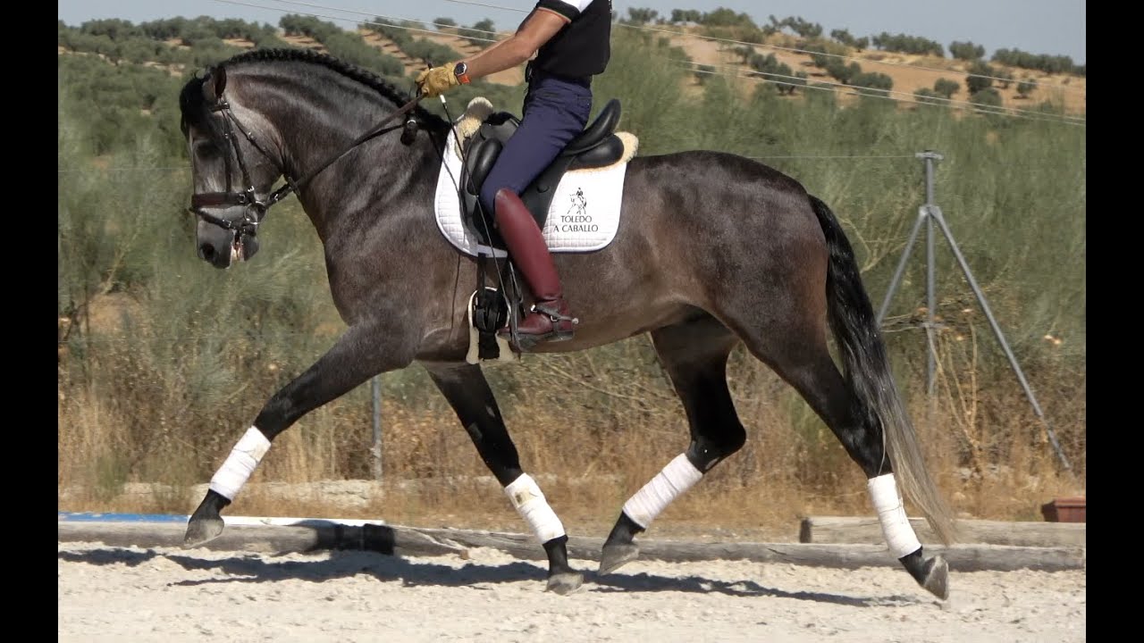 FAVORITO 2021 , PRE - Andalusian stallion , September 2025 video