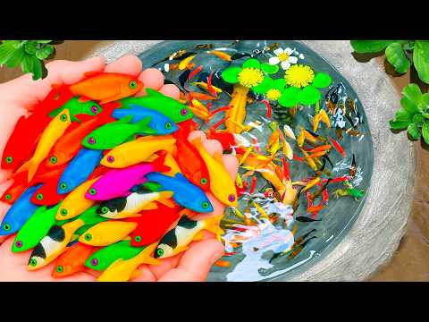Catch Top 10 Cute Aquarium Fish in Mini Pond, Lobsters, Eel, Koi, Frogs, Butterflyfish, Guppy, Spide