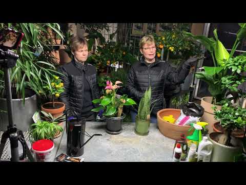 Video: Formerande Krukväxter