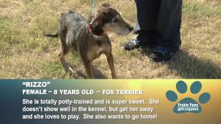 City of Grand Prairie Prairie Paws 1014