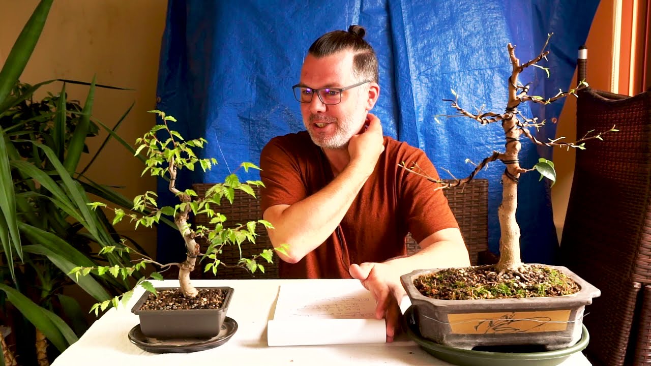 Ingrijire bonsai - Cum se ingrijeste un bonsai, pentru a nu-l pierde !!! Singura varianta corecta!!!