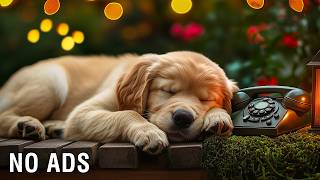 12 Hours Of Dog Healing Music 🎵 Relaxing Music for Dogs to Sleep 🐕💤 Gentle Separation Anxiety Relief