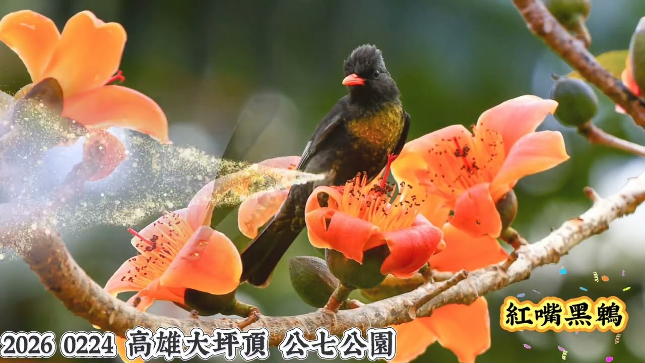 2026 0224高雄大坪頂 公七公園