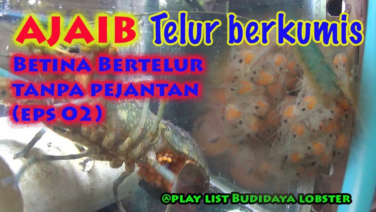 Ajaib telur #lobster tanpa #pejantan sudah berkumis - YouTube