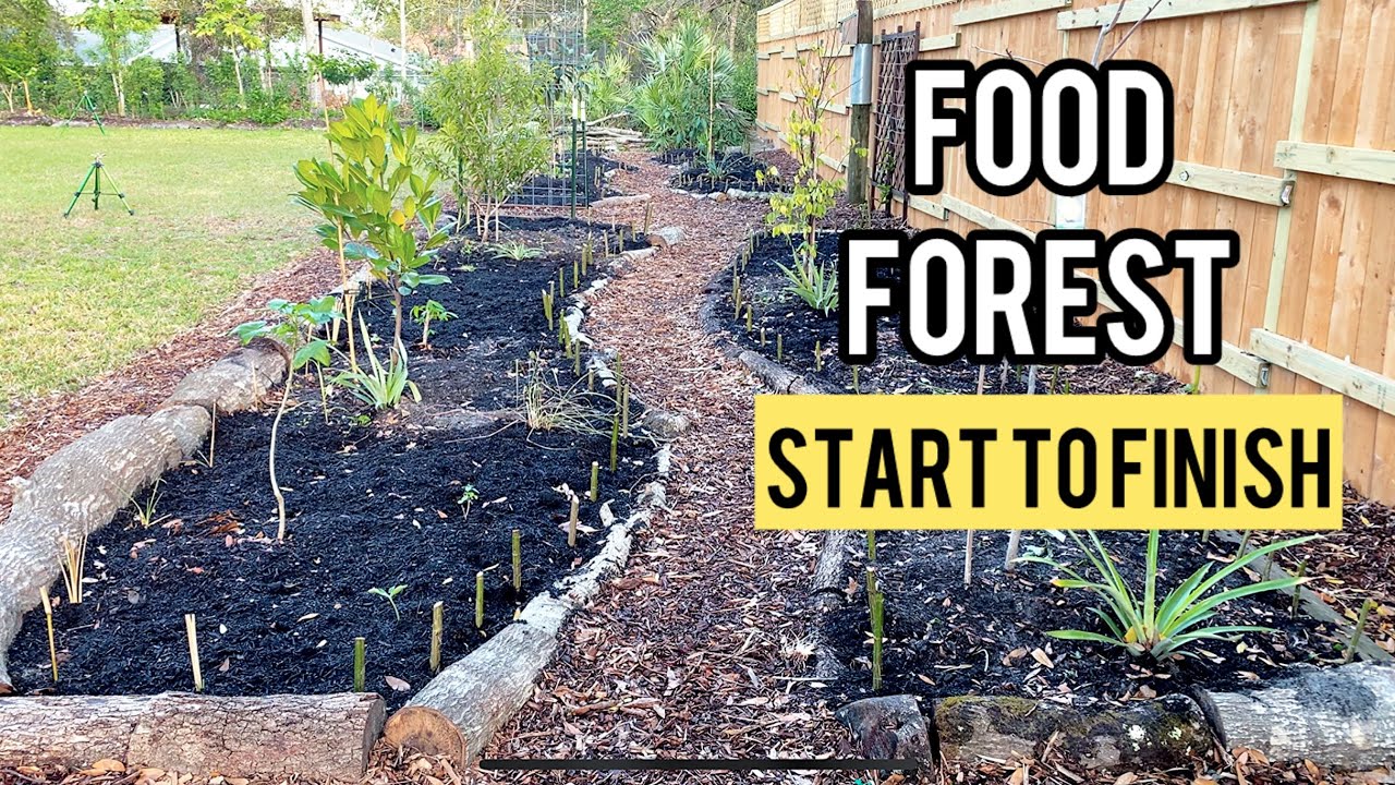 Пошаговое руководство по созданию продовольственного леса с нуля