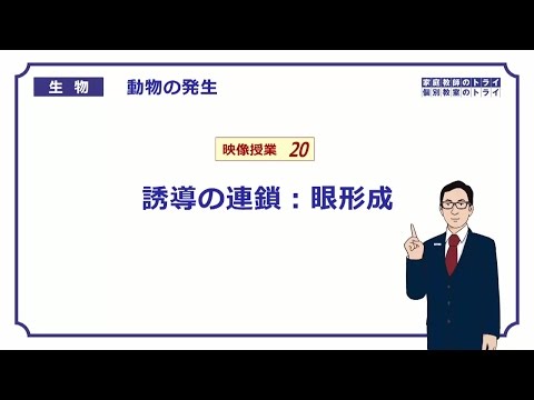 【高校生物】　動物の発生20　誘導の連鎖：眼形成（１５分）