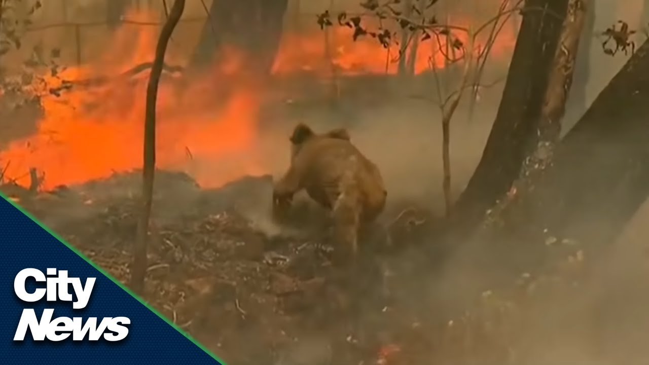 480M animals potentially killed in Australia wildfires - YouTube