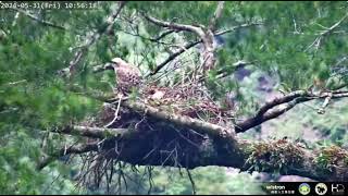 Mountain Hawk-Eagle Nest - 20240531