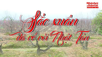 [TẾT NHÂM DẦN 2022] - Sắc xuân đã về với vườn Đào Nhật Tân những ngày cận tết