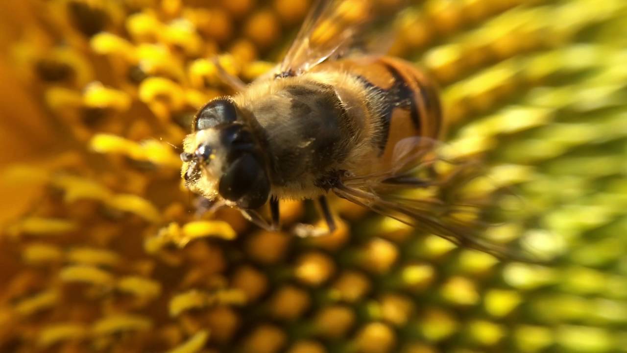 Drone fly (Eristalis tenax) Honey bee mimic