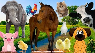 Farm Animals, Animal Sounds: Cow, Pig, Chicken, Cat, Duck, Elephant, Horse - Animal moments