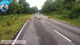 Deer on road | Relax !  prince of joy|animals on the road |riding through bandipur tiger forest road