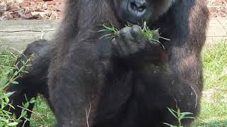 APES PSA