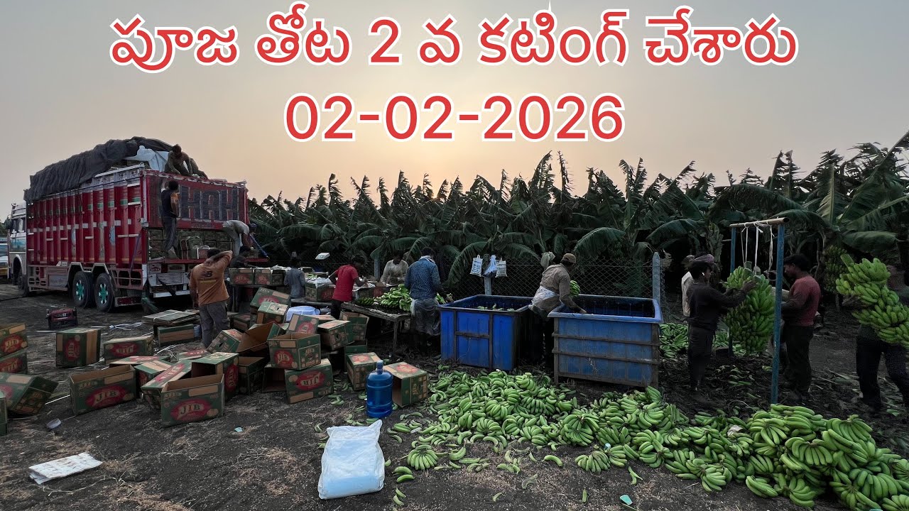 ఆరటి 2 వ కటింగ్ చేసారు  #banana   #bananafarming   #trendingvideo