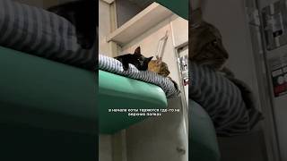В поезд с котами 😸 Буду благодарна за подписку ❤️