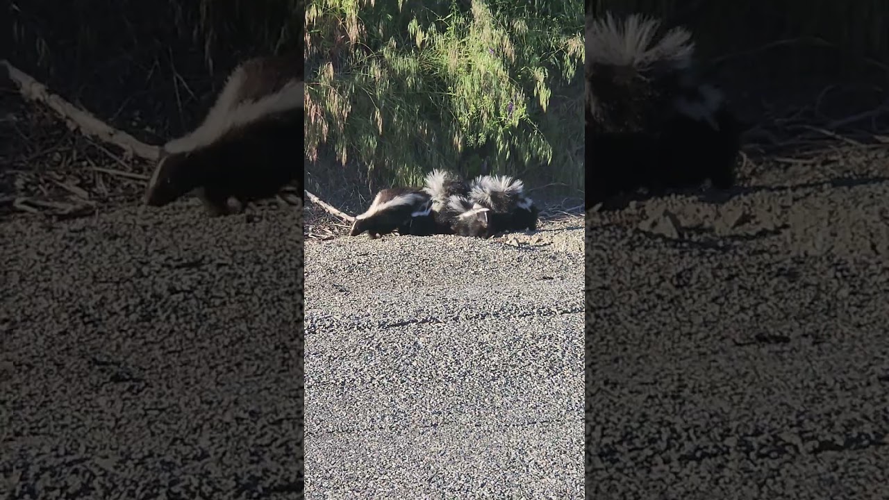 I Passed A Skunk Family While On A Drive 