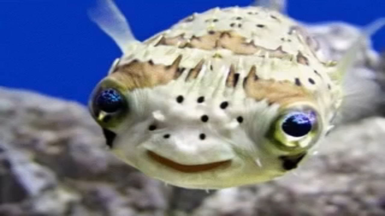 Top Ten Cute Fishes In The World ** Must See Video ...