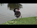 Sony Cyber-shot DSC-WX5 1080i video test (outdoor)