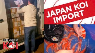 Unboxing 2000+ High Quality Koi Fish at Japan Koi Imports