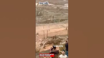 Con báo đã vào trang trại gà để ăn và quên mất lối ra khi bị phát hiện