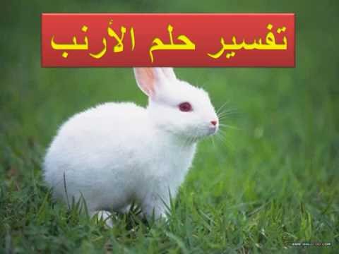 تفسير حلم الأرنب في المنام لابن سيرين رؤية الارنب والارانب في الحلم للبنت للمتزوجة للحامل