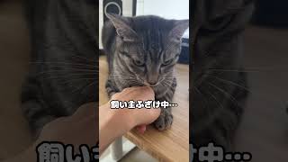 失敗される猫 The moment when a former stray cat who had been a stray for