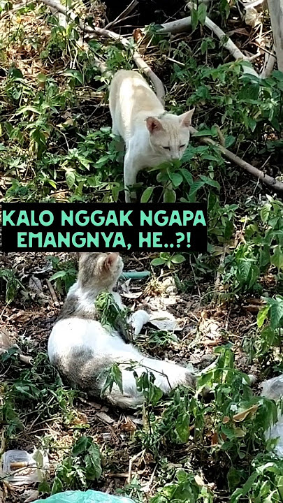 Kucing Paling Lucu : Minta Nambah Lagi NgeNtot Si Betina yang Sudah Mandi Wajib, Busyet..!🤭😂 #shorts