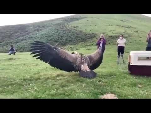 Video: Akbaba kuşu: açıklama ve fotoğraf