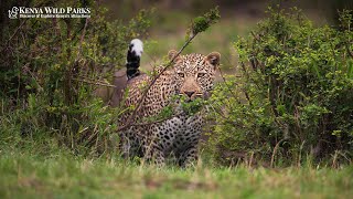 How Long Do leopard live Wild?