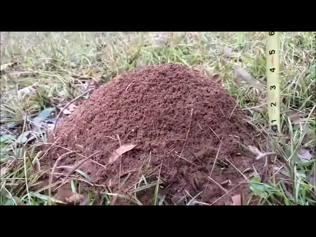 Shok! !! Chumoli iniga qorgoshin quysa nima buladi