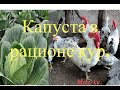 Капуста в рационе кур, советы для начинающих птицеводов и не только.