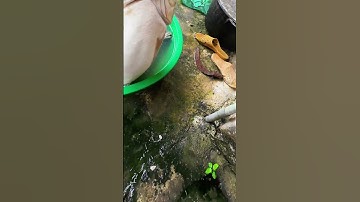 #shorts đam mê câu lure câu cá giải trí #580 #fishing #cauca